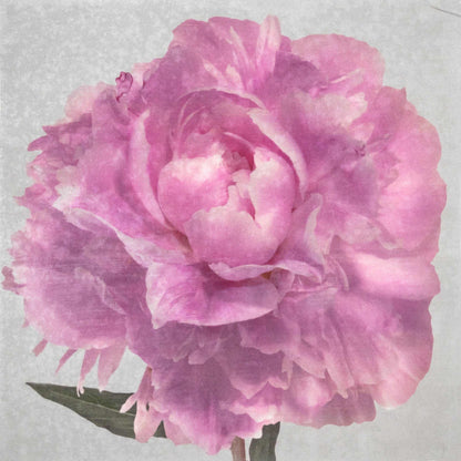 Fine art pink peony original emulsion print - jamie buzil photography