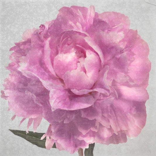 Fine art pink peony original emulsion print - jamie buzil photography