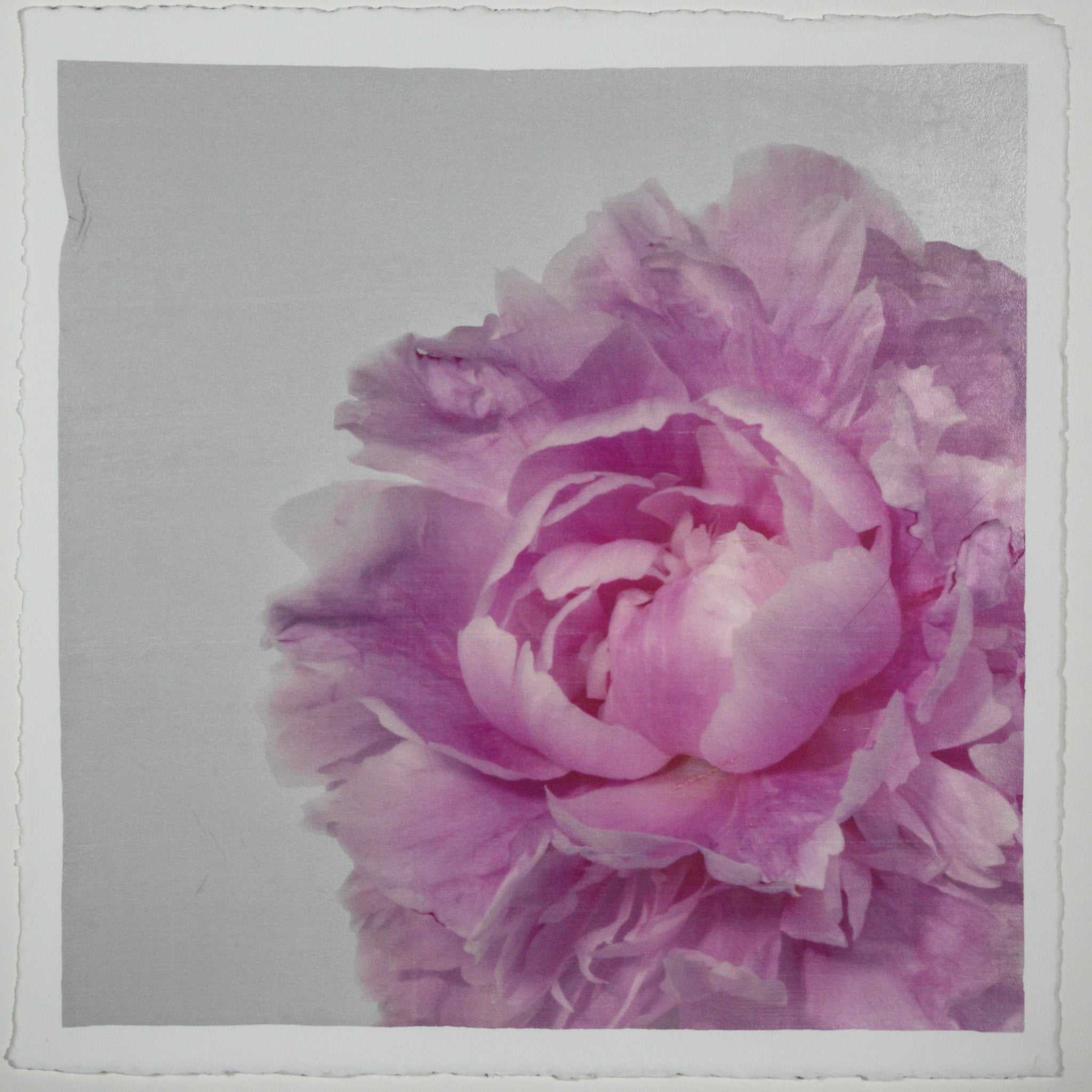 Fine art pink peony original emulsion print - jamie buzil