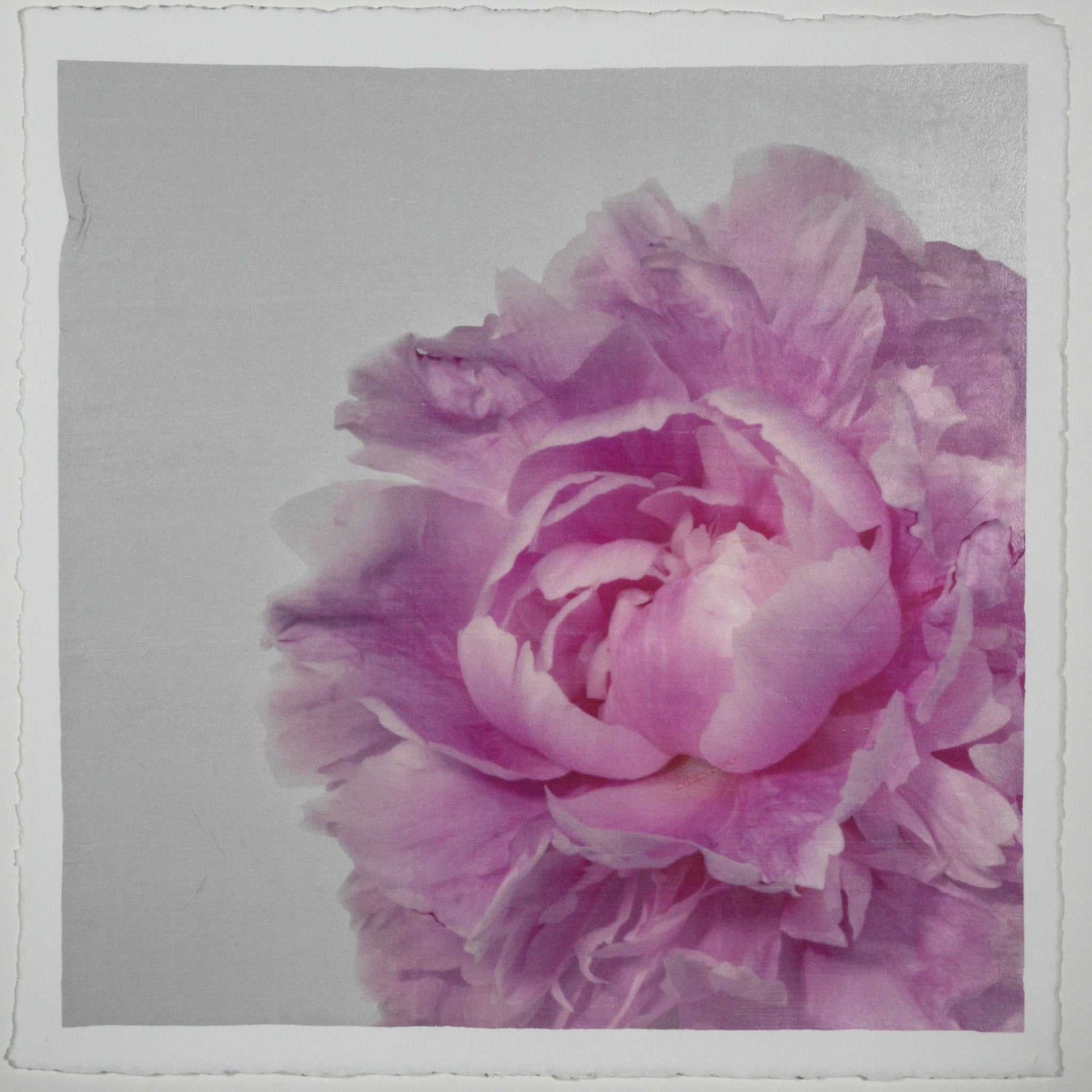 Fine art pink peony original emulsion print - jamie buzil