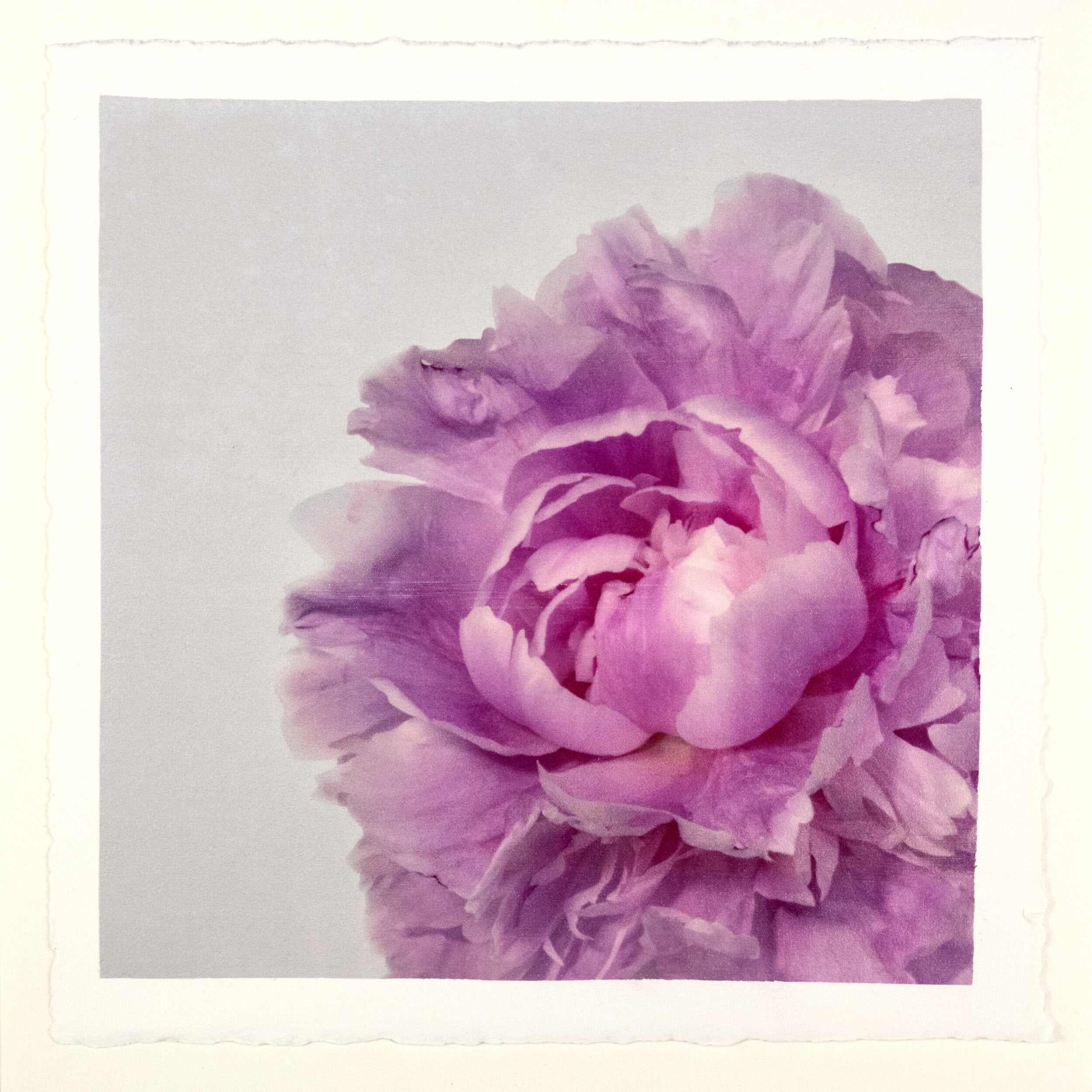 Fine art pink peony original emulsion print - jamie buzil