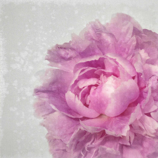 Fine art pink peony original emulsion print - jamie buzil