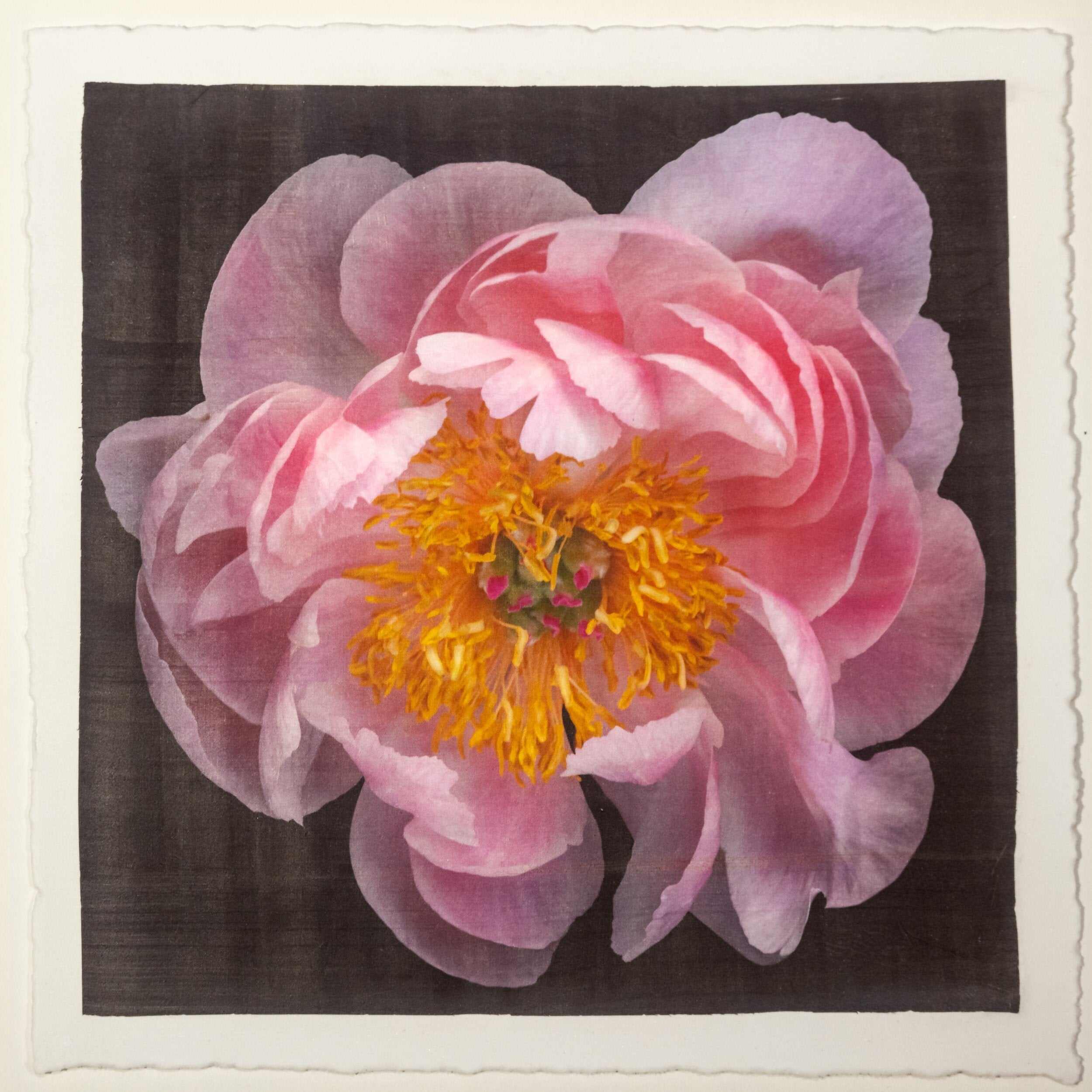 Fine art flower print of double blooming pink peony 2 with round fluttering petals that fade to pale pink, large yellow stamen center-Centered in Square mode-black background- jamie buzil photography