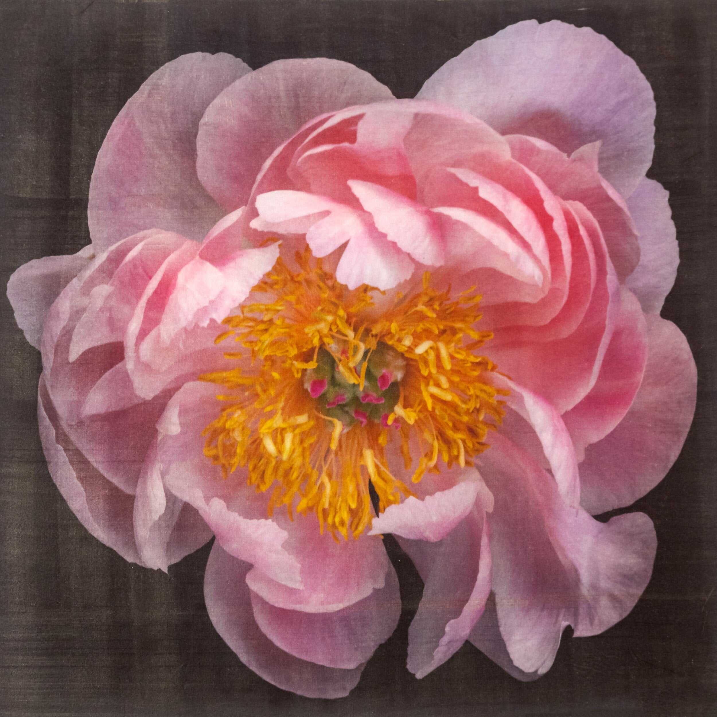 Fine art flower print of double blooming pink peony 2 with round fluttering petals that fade to pale pink, large yellow stamen center-Centered in Square mode-black background- jamie buzil photography
