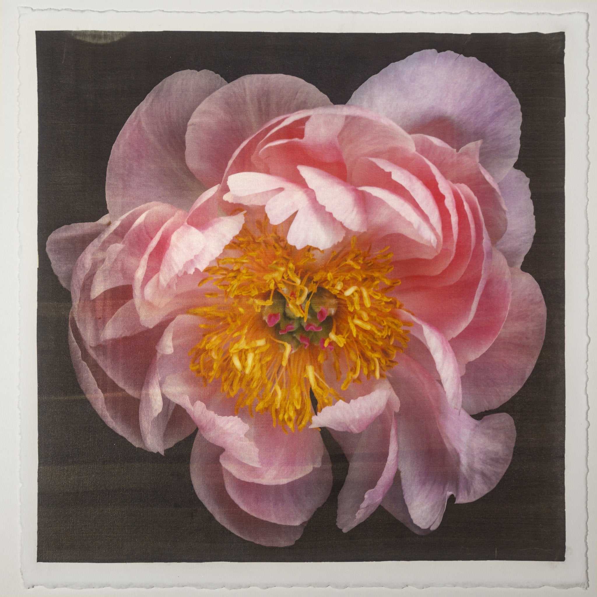Fine art flower print of double blooming pink peony 2 with round fluttering petals that fade to pale pink, large yellow stamen center-Centered in Square mode-black background- jamie buzil photography