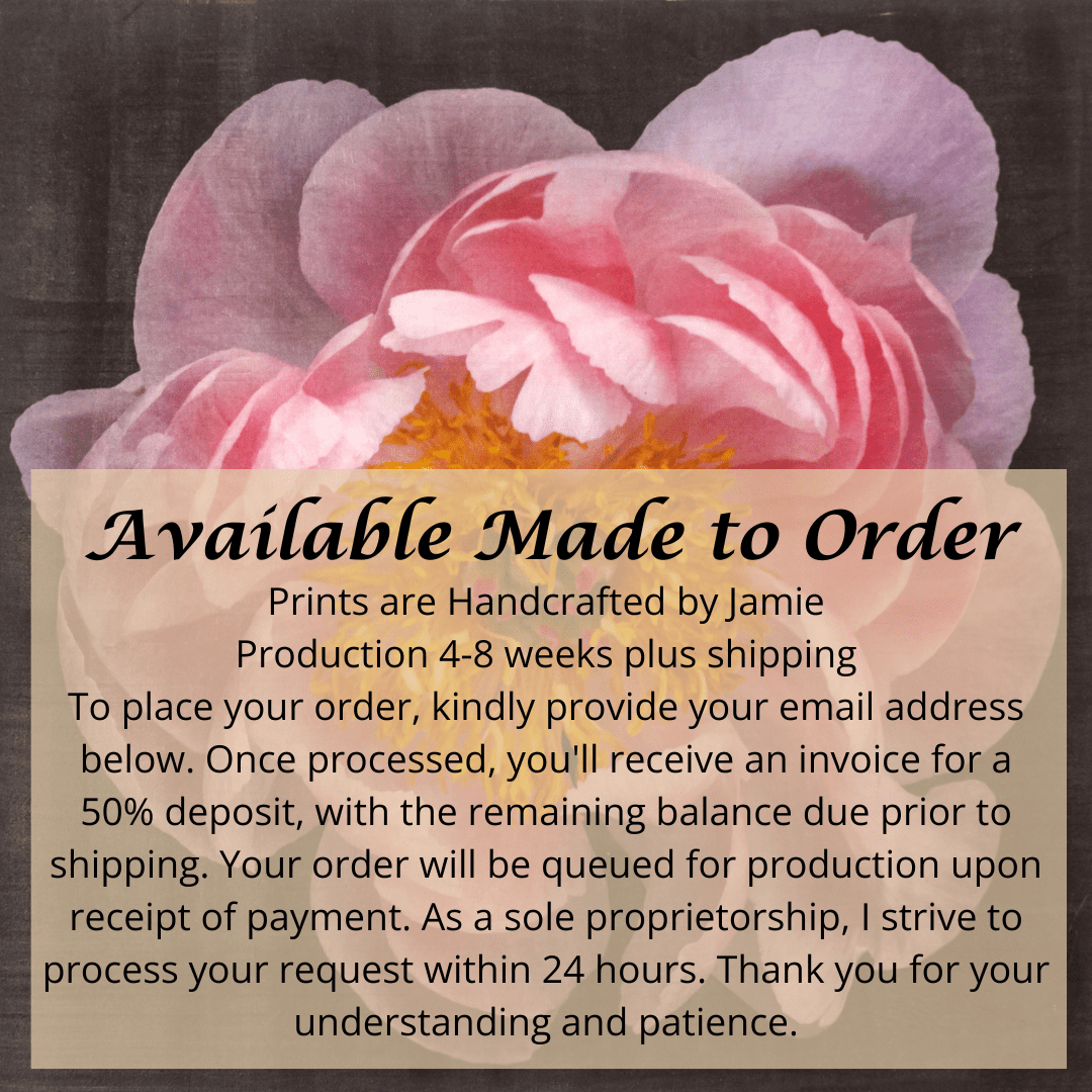 Fine art flower print of double blooming pink peony 2 with round fluttering petals that fade to pale pink, large yellow stamen center-Centered in Square mode-black background- jamie buzil photography