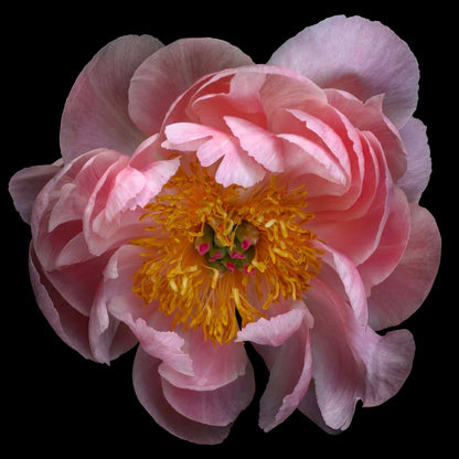 Fine art pink peony museum quality giclee print jamie buzil photography