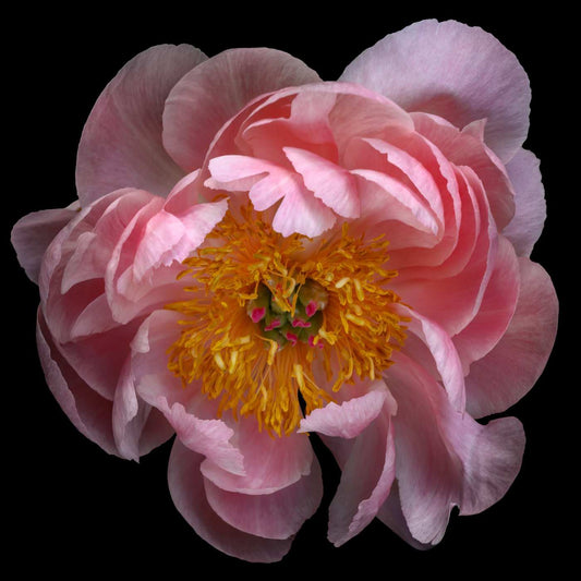 Fine art pink peony museum quality giclee print jamie buzil photography