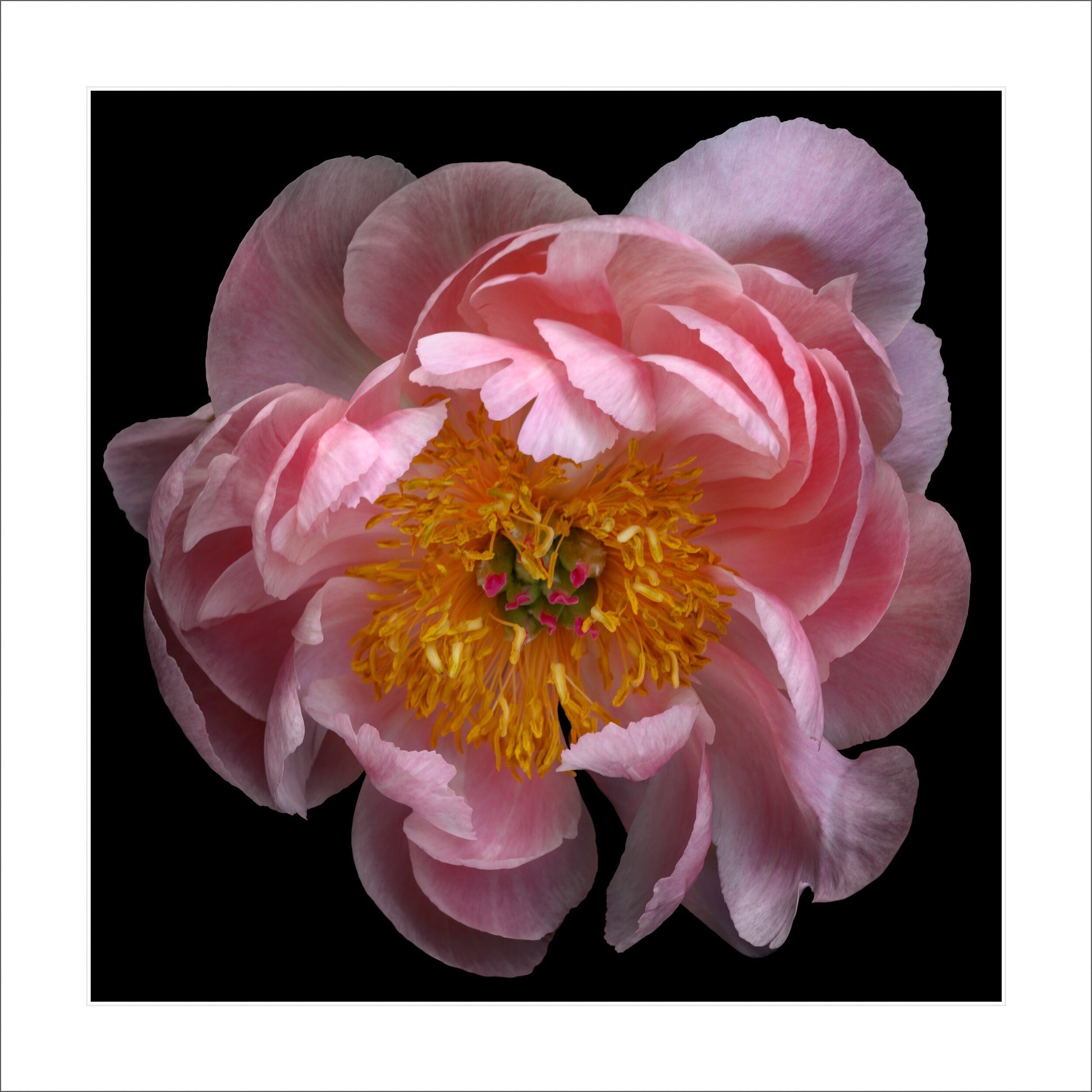 Fine art pink peony- museum quality giclee print - jamie buzil photography