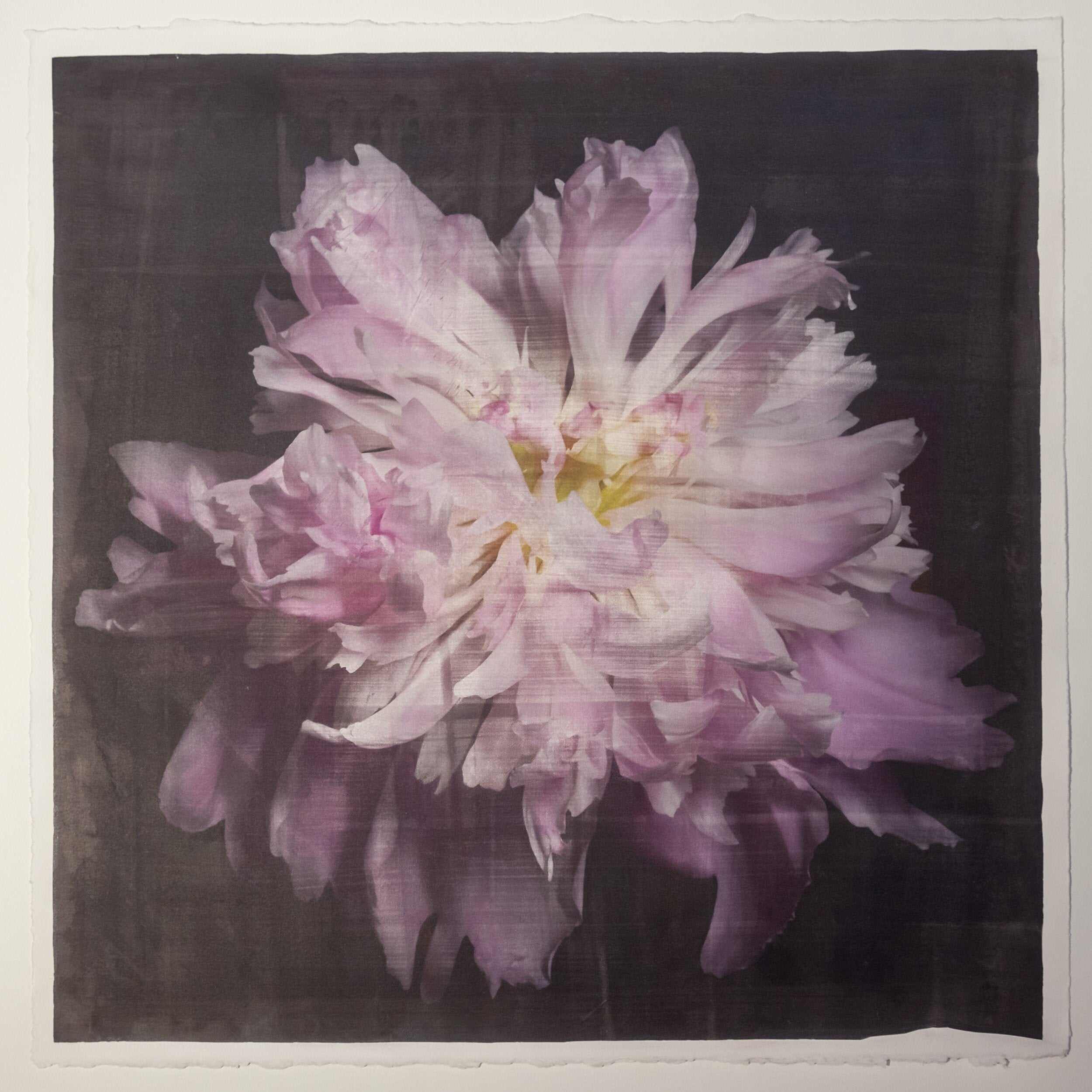 fine art emulsion print of magenta double blooming pink peony with delicate fluttering petals of white and magenta with a yellow center-Centered in Square mode-black background - jamie buzil photography