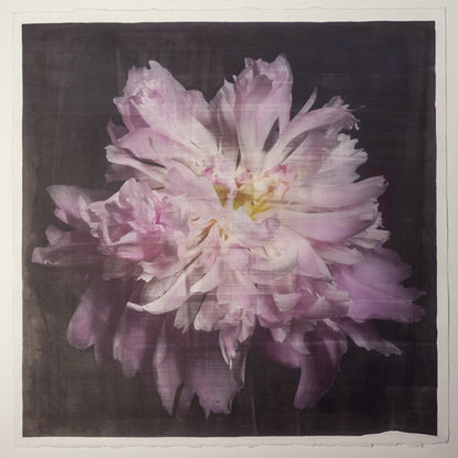 fine art emulsion print of magenta double blooming pink peony with delicate fluttering petals of white and magenta with a yellow center-Centered in Square mode-black background - jamie buzil photography