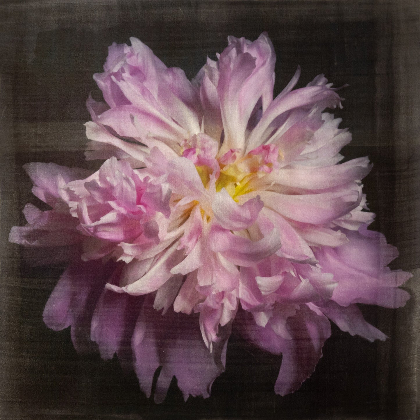 fine art emulsion print of magenta double blooming pink peony with delicate fluttering petals of white and magenta with a yellow center-Centered in Square mode-black background - jamie buzil photography