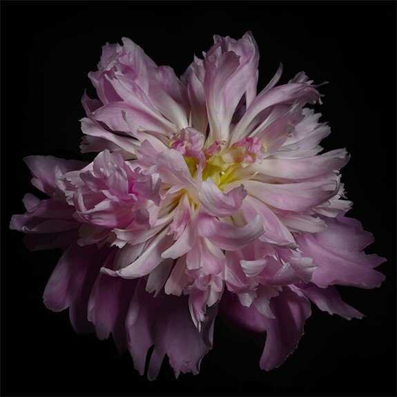 Fine art pink peony museum quality giclee print jamie buzil photography