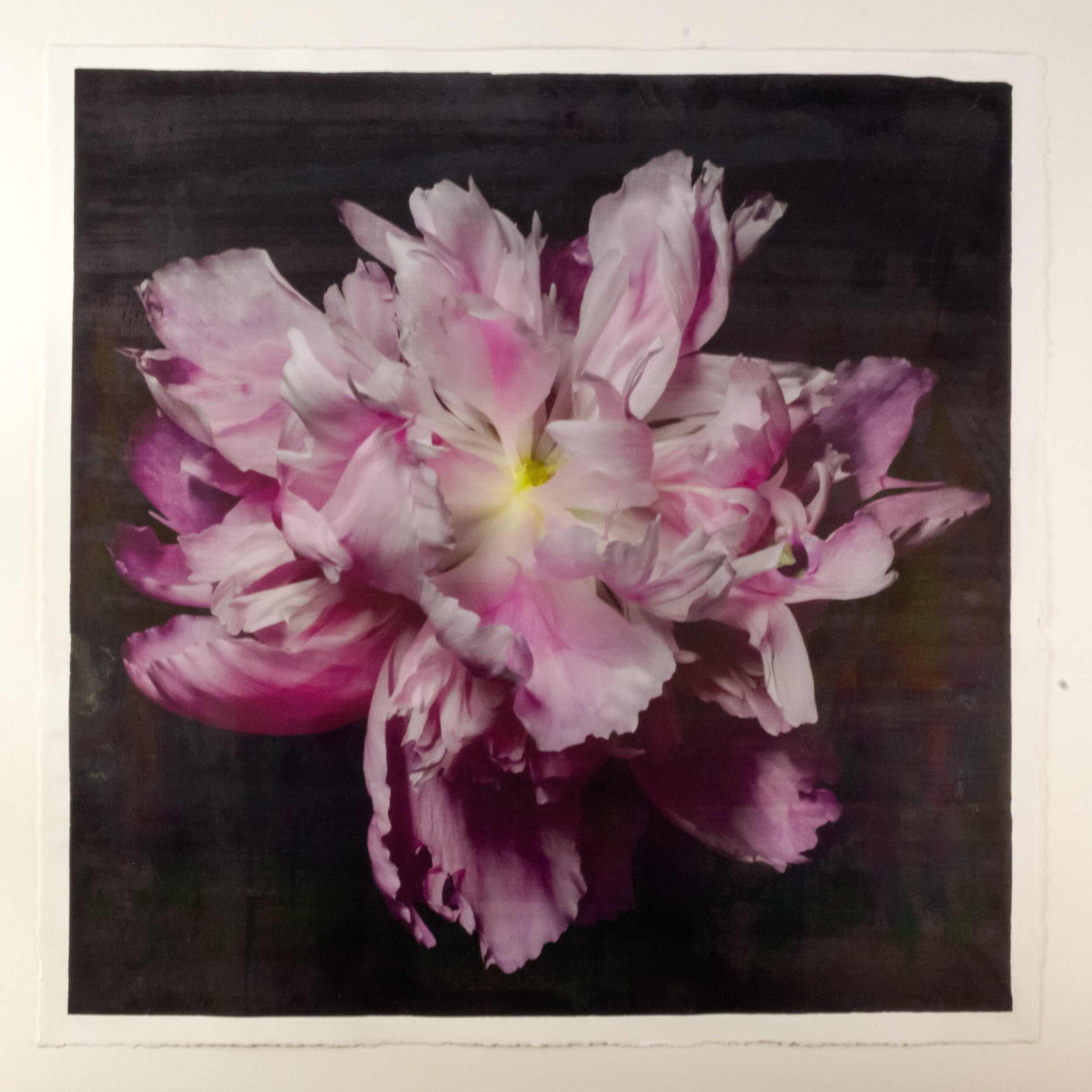 fine art emulsion print of magenta double blooming pink peony with delicate fluttering petals of white and magenta with a yellow center-Centered in Square mode-black background - jamie buzil photography