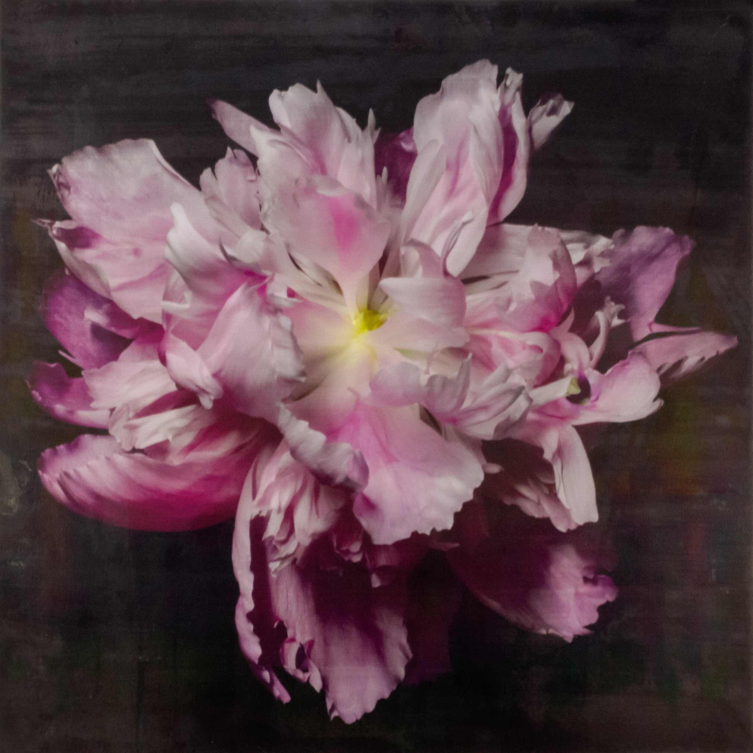 fine art emulsion print of magenta double blooming pink peony with delicate fluttering petals of white and magenta with a yellow center-Centered in Square mode-black background - jamie buzil photography