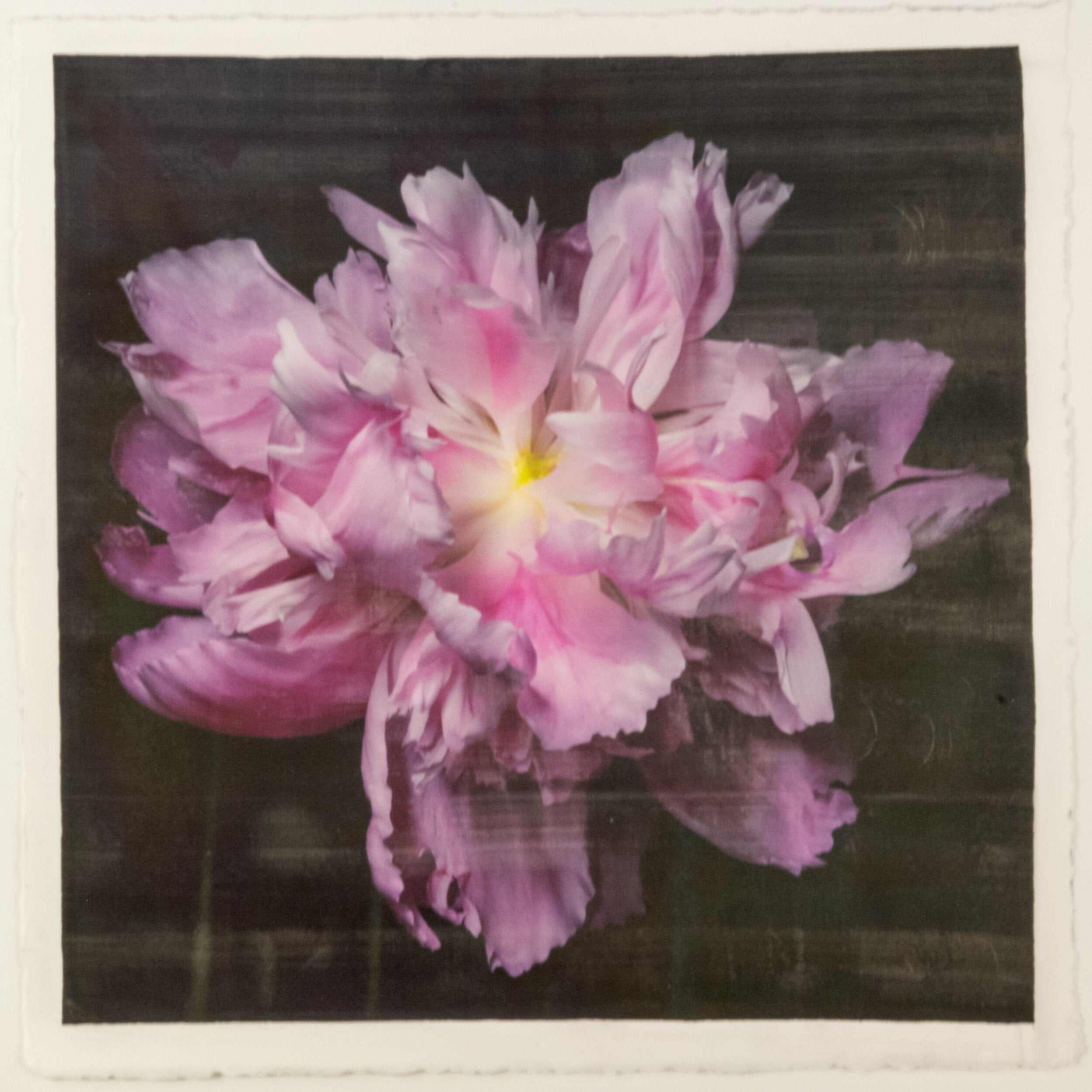fine art emulsion print of magenta double blooming pink peony with delicate fluttering petals of white and magenta with a yellow center-Centered in Square mode-black background - jamie buzil photography
