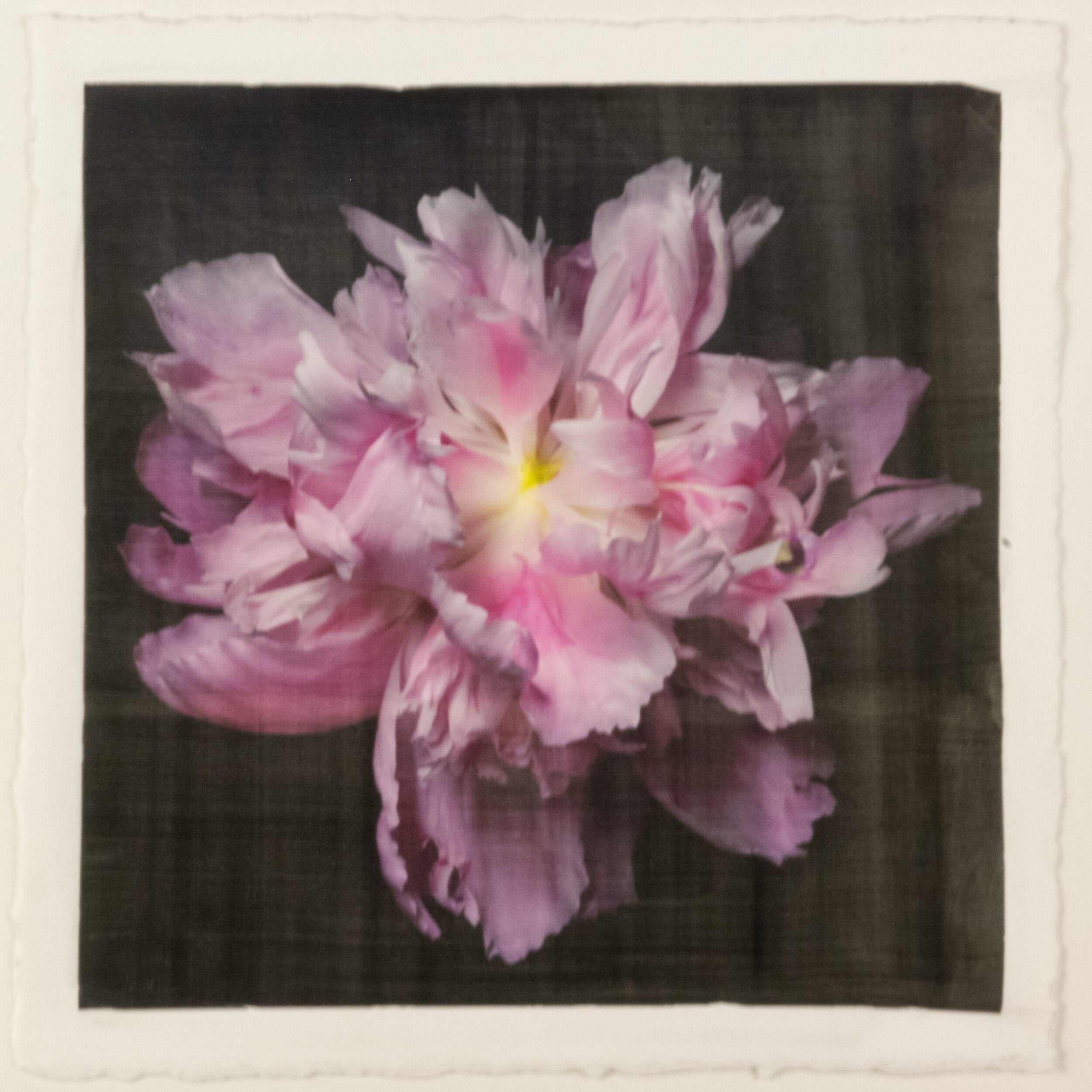 fine art emulsion print of magenta double blooming pink peony with delicate fluttering petals of white and magenta with a yellow center-Centered in Square mode-black background - jamie buzil photography