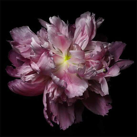 Fine art pink peony museum quality giclee print jamie buzil photography