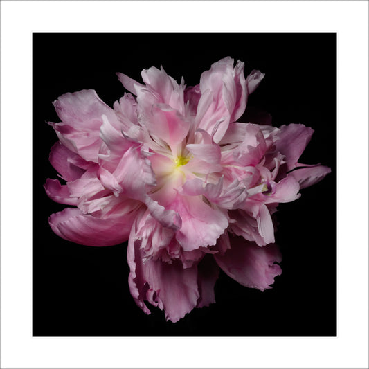 Fine art pink peony- museum quality giclee print - jamie buzil photography
