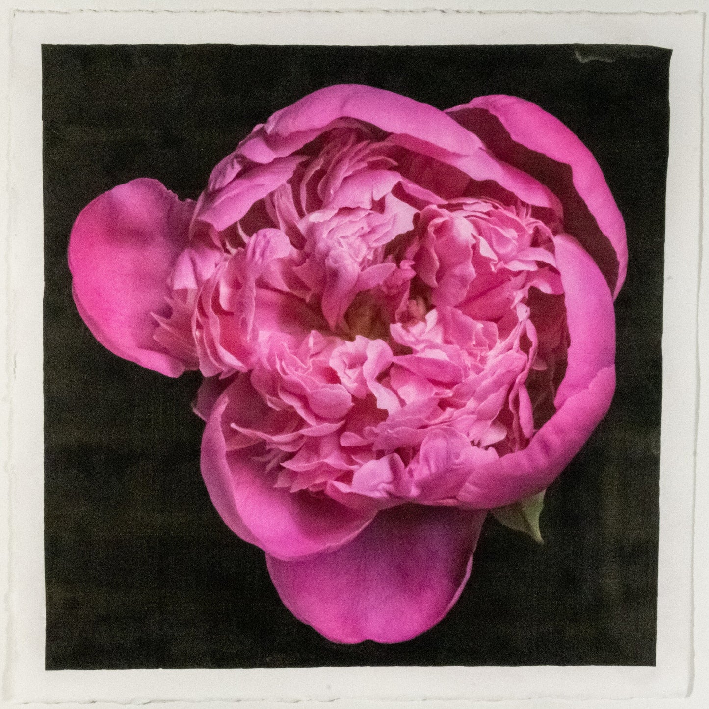 Fine art handmade flower print of  magenta double blooming pink peony 6 partially closed inner petals witht fluttering open outer petals -with gold and pearl iridescence on cotton paper-Centered in Square mode-black background-jamie buzil photography