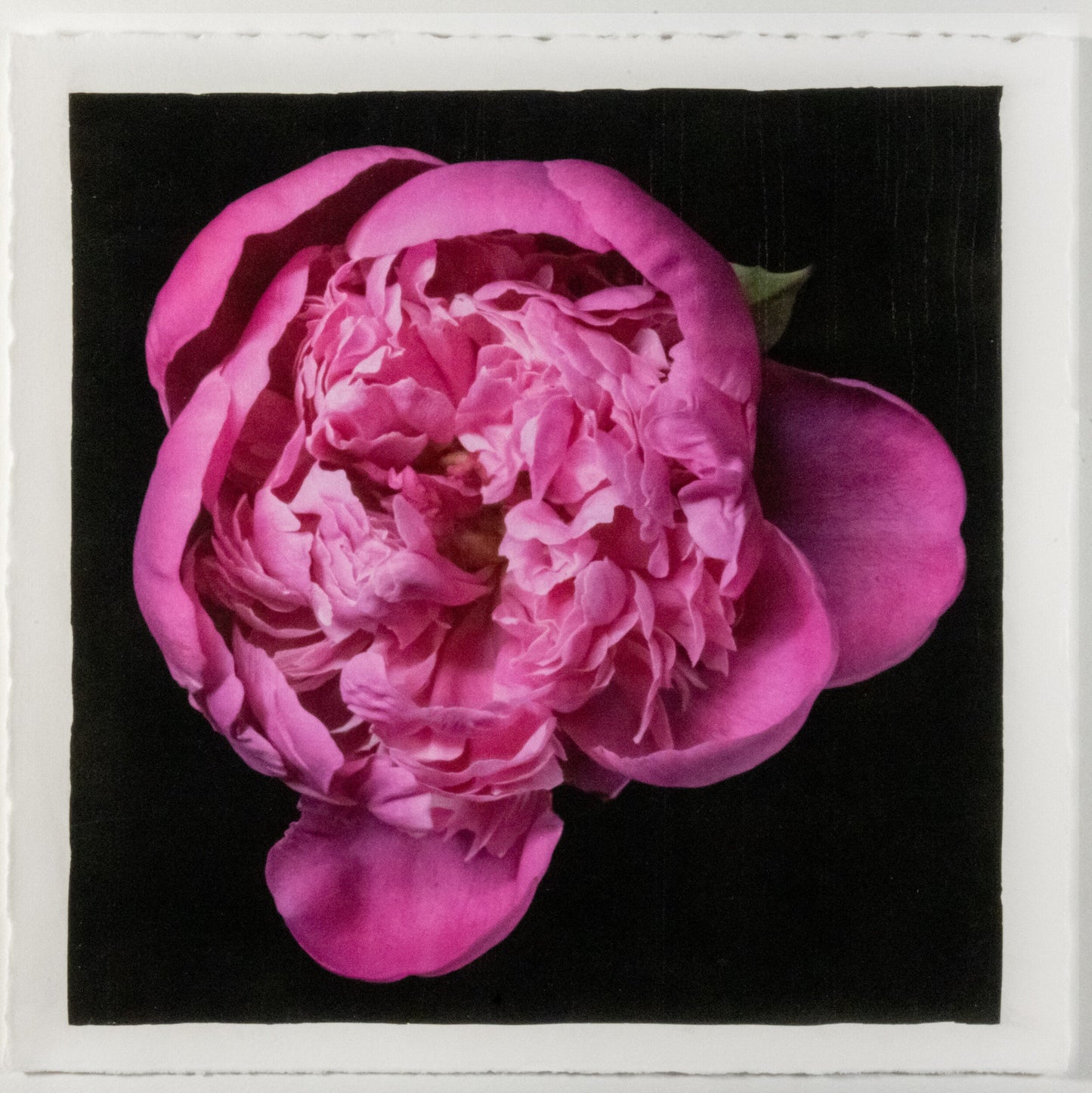 Fine art handmade flower print of  magenta double blooming pink peony 6 partially closed inner petals witht fluttering open outer petals -with gold and pearl iridescence on cotton paper-Centered in Square mode-black background-jamie buzil photography