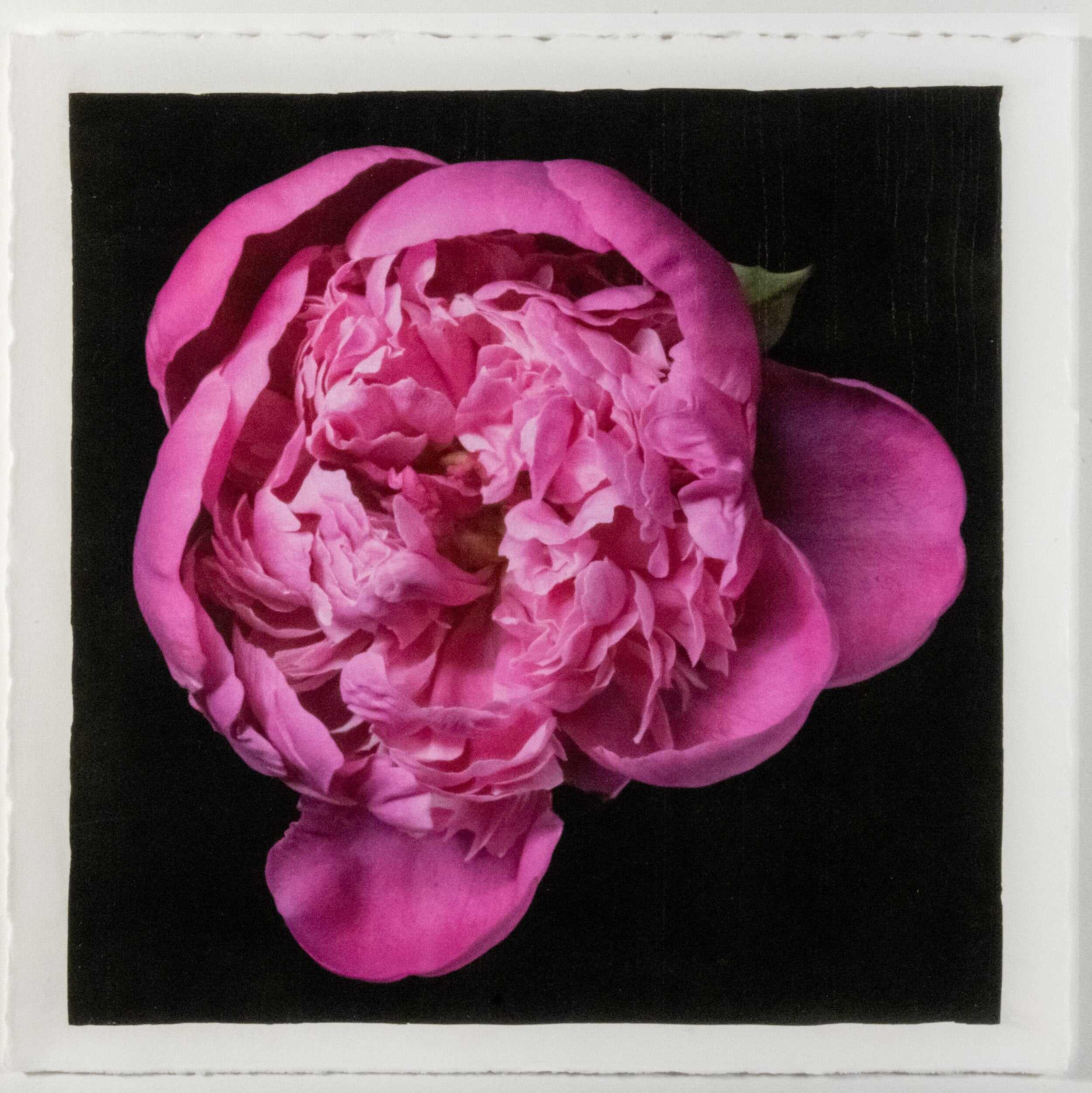 Fine art handmade flower print of  magenta double blooming pink peony 6 partially closed inner petals witht fluttering open outer petals -with gold and pearl iridescence on cotton paper-Centered in Square mode-black background-jamie buzil photography