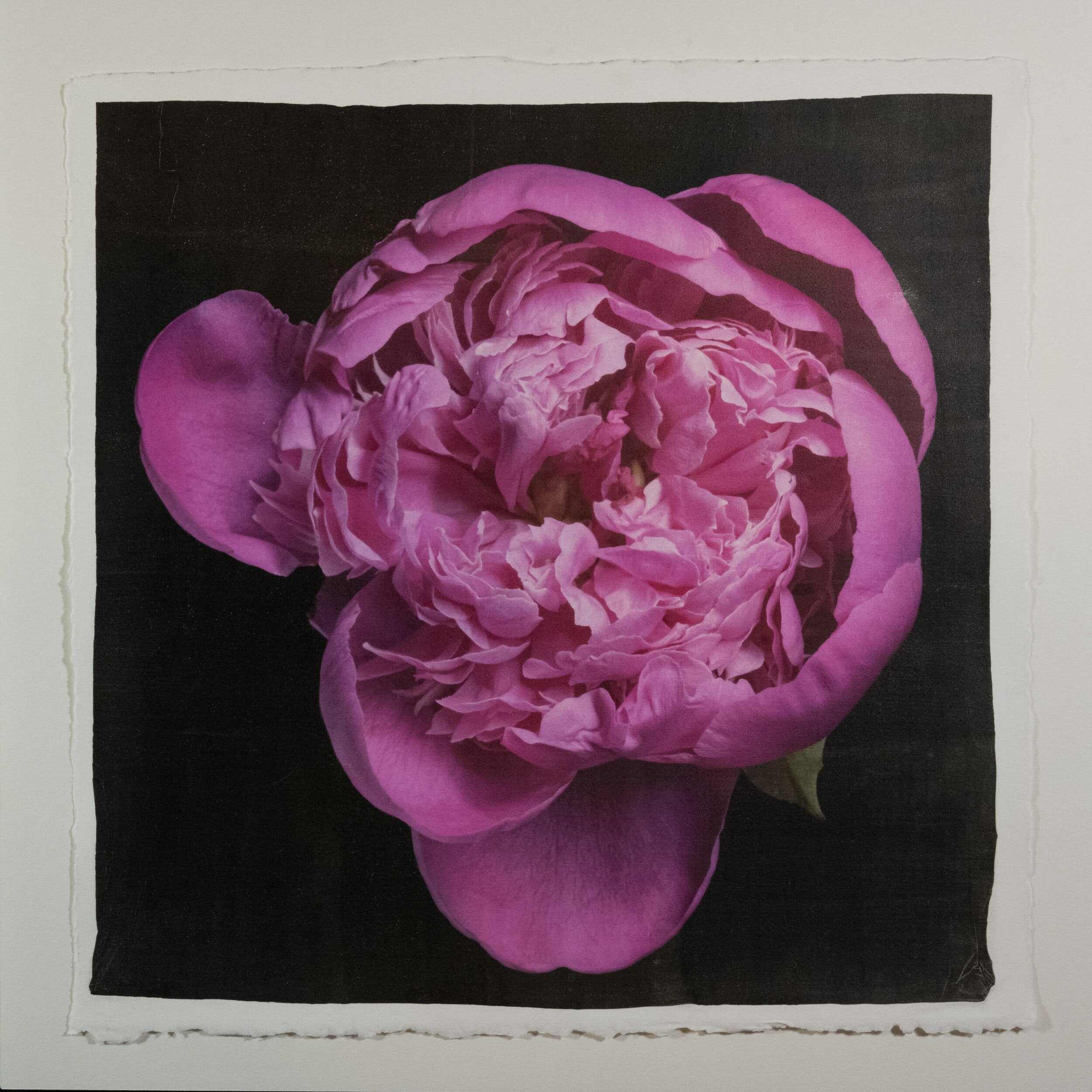 Fine art handmade flower print of  magenta double blooming pink peony 6 partially closed inner petals witht fluttering open outer petals -with gold and pearl iridescence on cotton paper-Centered in Square mode-black background-jamie buzil photography