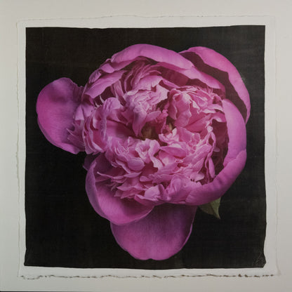 Fine art handmade flower print of  magenta double blooming pink peony 6 partially closed inner petals witht fluttering open outer petals -with gold and pearl iridescence on cotton paper-Centered in Square mode-black background-jamie buzil photography