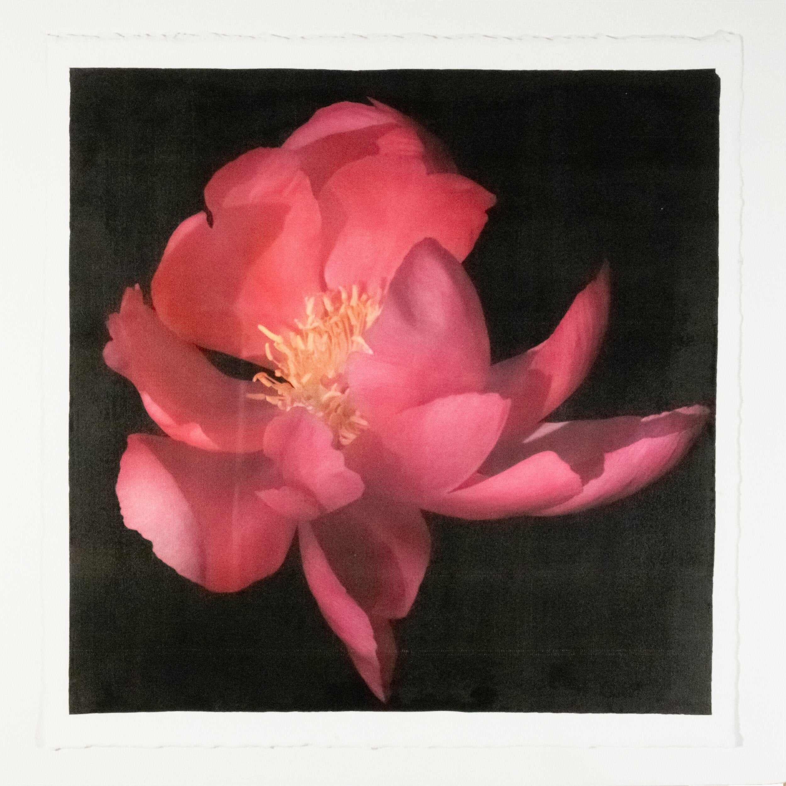 Fine art flower photograph emulsion print of blooming Flame dark pink peony with giant open scalloped petals and yellow stamen center-Centered in Square mode-black background-jamie buzil photography