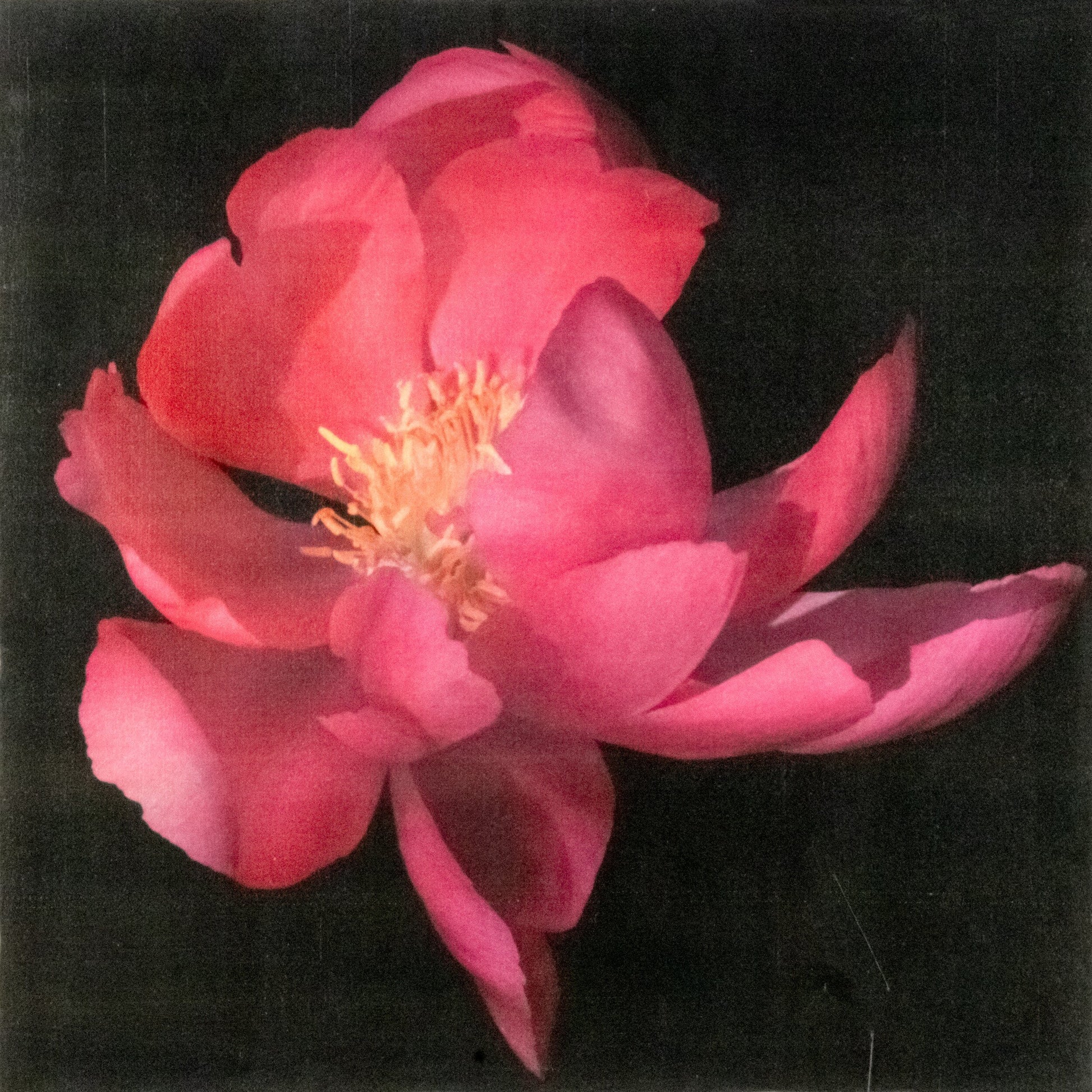 Fine art flower photograph emulsion print of blooming Flame dark pink peony with giant open scalloped petals and yellow stamen center-Centered in Square mode-black background-jamie buzil photography