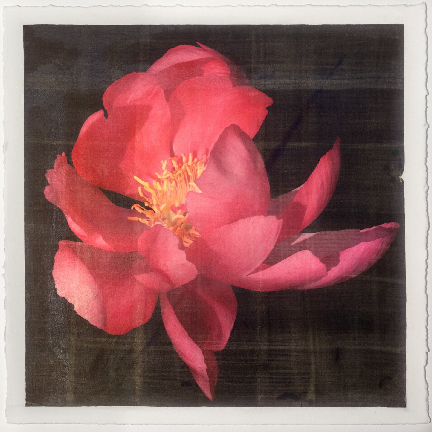 Fine art flower photograph emulsion print of blooming Flame dark pink peony with giant open scalloped petals and yellow stamen center-Centered in Square mode-black background-jamie buzil photography