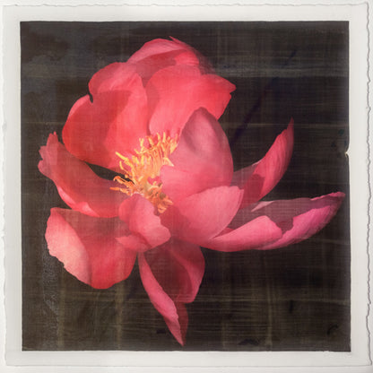 Fine art flower photograph emulsion print of blooming Flame dark pink peony with giant open scalloped petals and yellow stamen center-Centered in Square mode-black background-jamie buzil photography