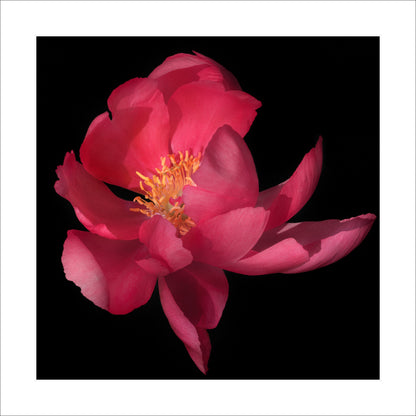 Fine art pink peony museum quality giclee print jamie buzil photography