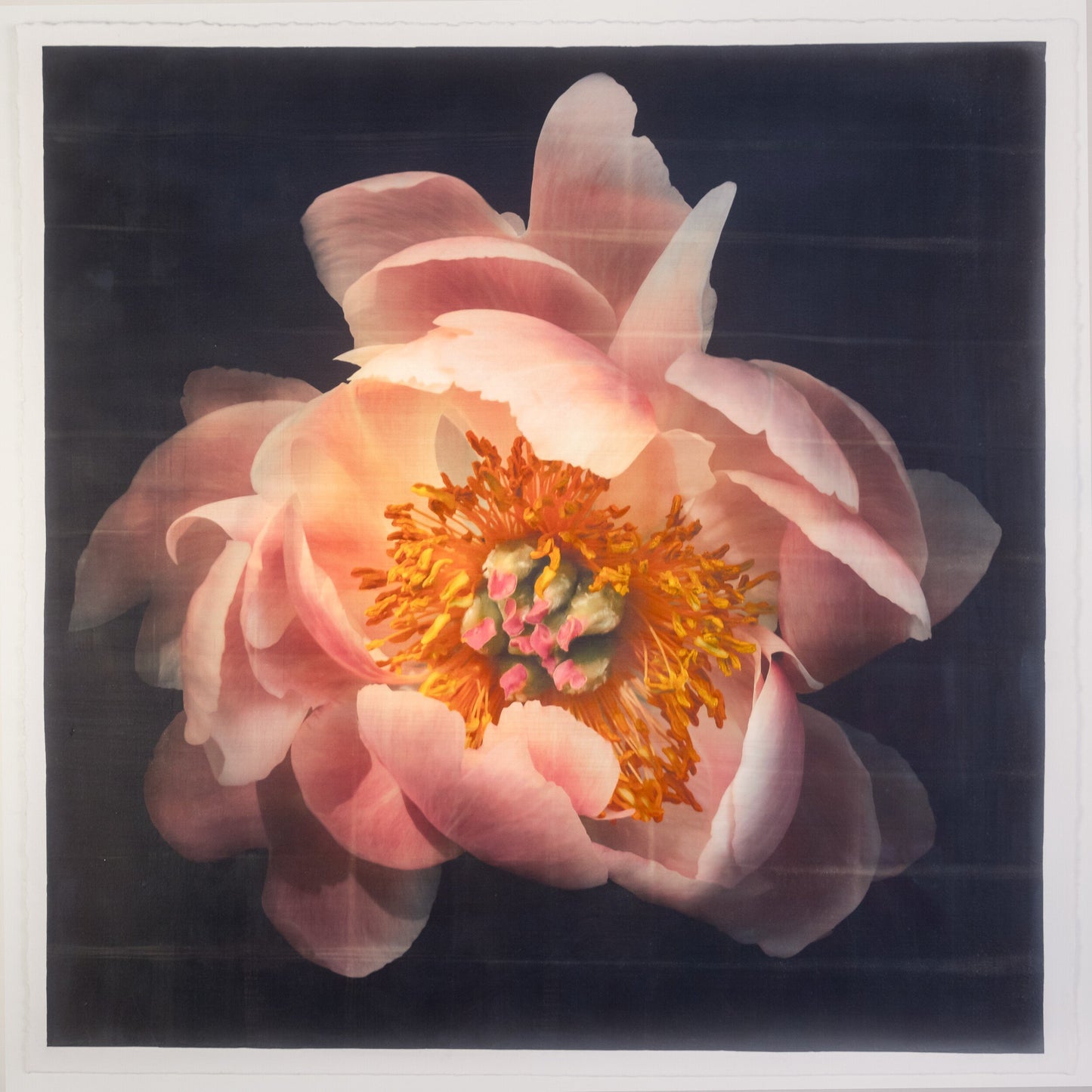 Fine art flower photograph emulsion print Pink Peony 8 with soft pink petals and gold iridescence on cotton paper -Centered in Square mode-black background,-jamie buzil photography