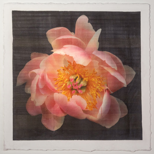 Fine art flower photograph emulsion print Pink Peony 8 with soft pink petals and gold iridescence on cotton paper -Centered in Square mode-black background,-jamie buzil photography