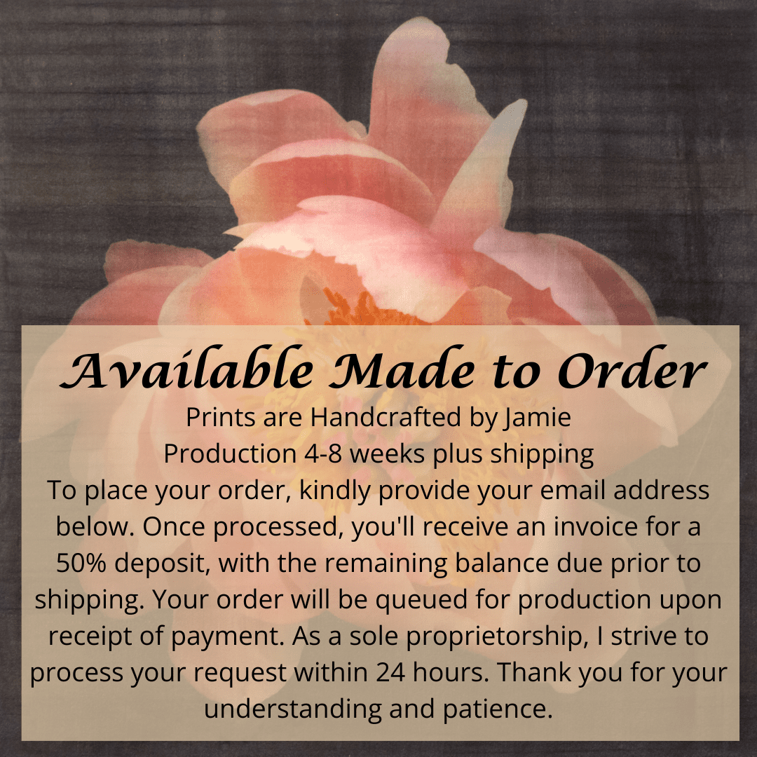 Fine art flower photograph emulsion print Pink Peony 8 with soft pink petals and gold iridescence on cotton paper -Centered in Square mode-black background,-jamie buzil photography