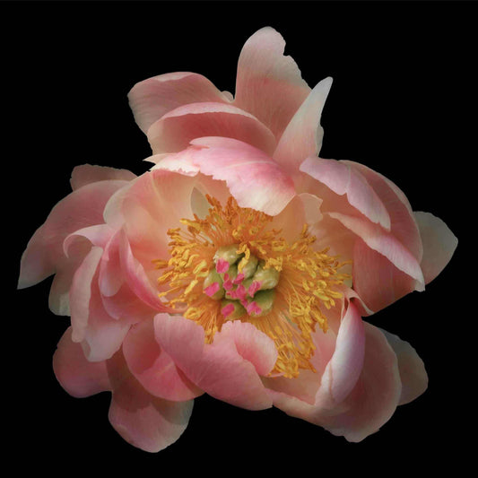 Fine art pink peony museum quality giclee print jamie buzil photography