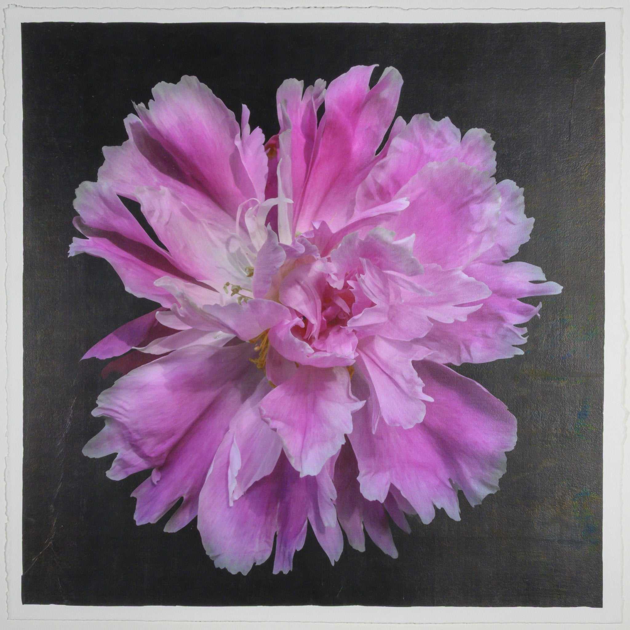 Fine art handmade photograph print of pink peony 9 with Large fluttery ruffled pink petals with white silvery edging- centered in Square mode -black background-jamie buzil photography