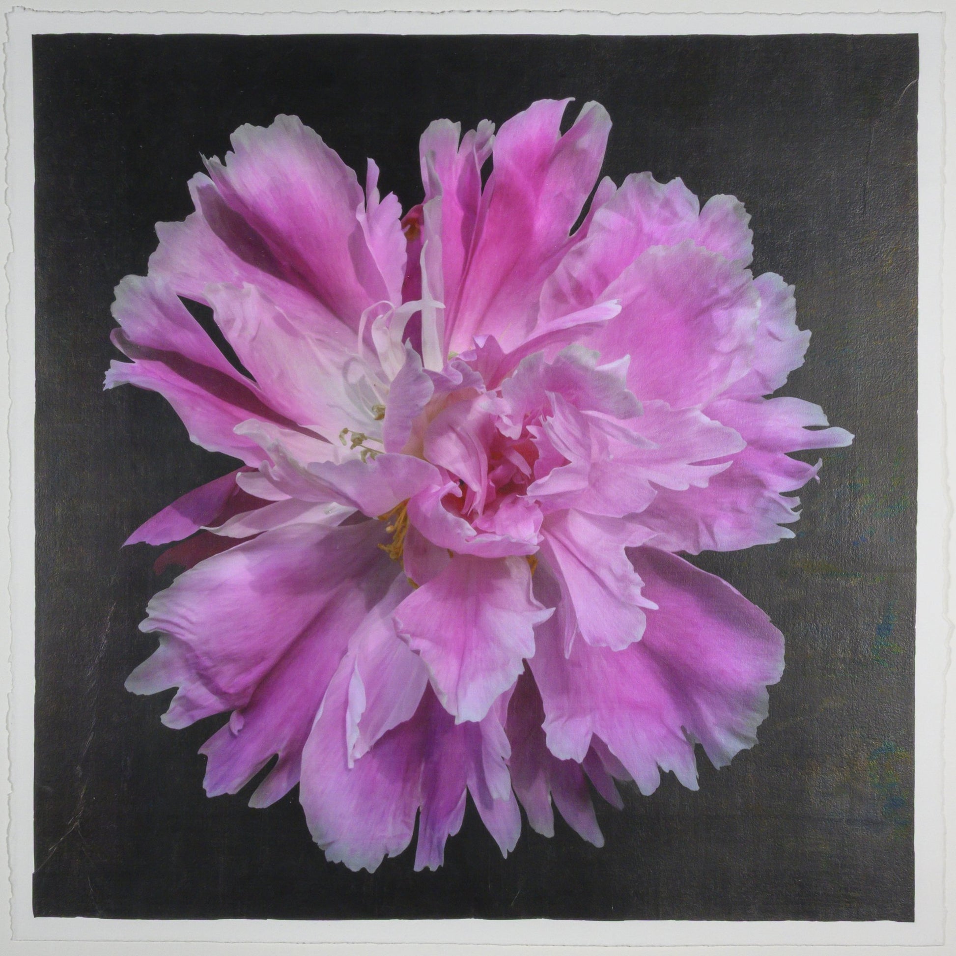Fine art handmade photograph print of pink peony 9 with Large fluttery ruffled pink petals with white silvery edging- centered in Square mode -black background-jamie buzil photography