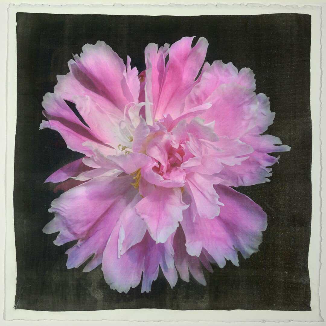Fine art handmade photograph print of pink peony 9 with Large fluttery ruffled pink petals with white silvery edging- centered in Square mode -black background-jamie buzil photography