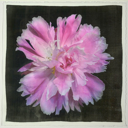 Fine art handmade photograph print of pink peony 9 with Large fluttery ruffled pink petals with white silvery edging- centered in Square mode -black background-jamie buzil photography