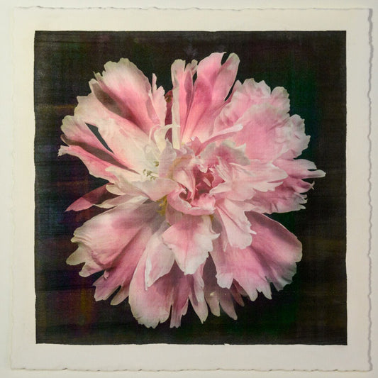 Fine art handmade photograph print of pink peony 9 with Large fluttery ruffled pink petals with white silvery edging- centered in Square mode -black background-jamie buzil photography