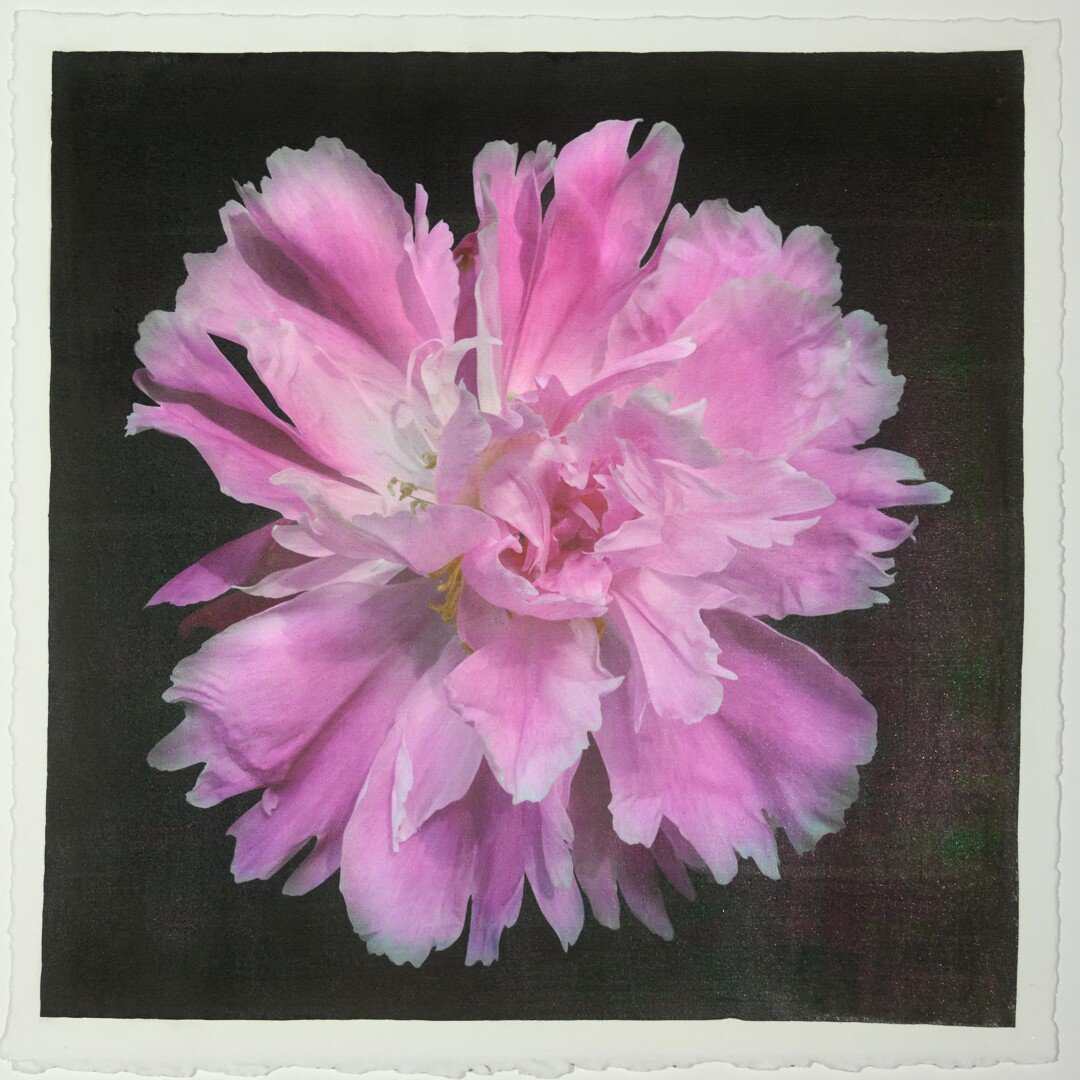 Fine art emulsion photograph print of Pink peony 9 flower hand crafted by Jamie Buzil Photography