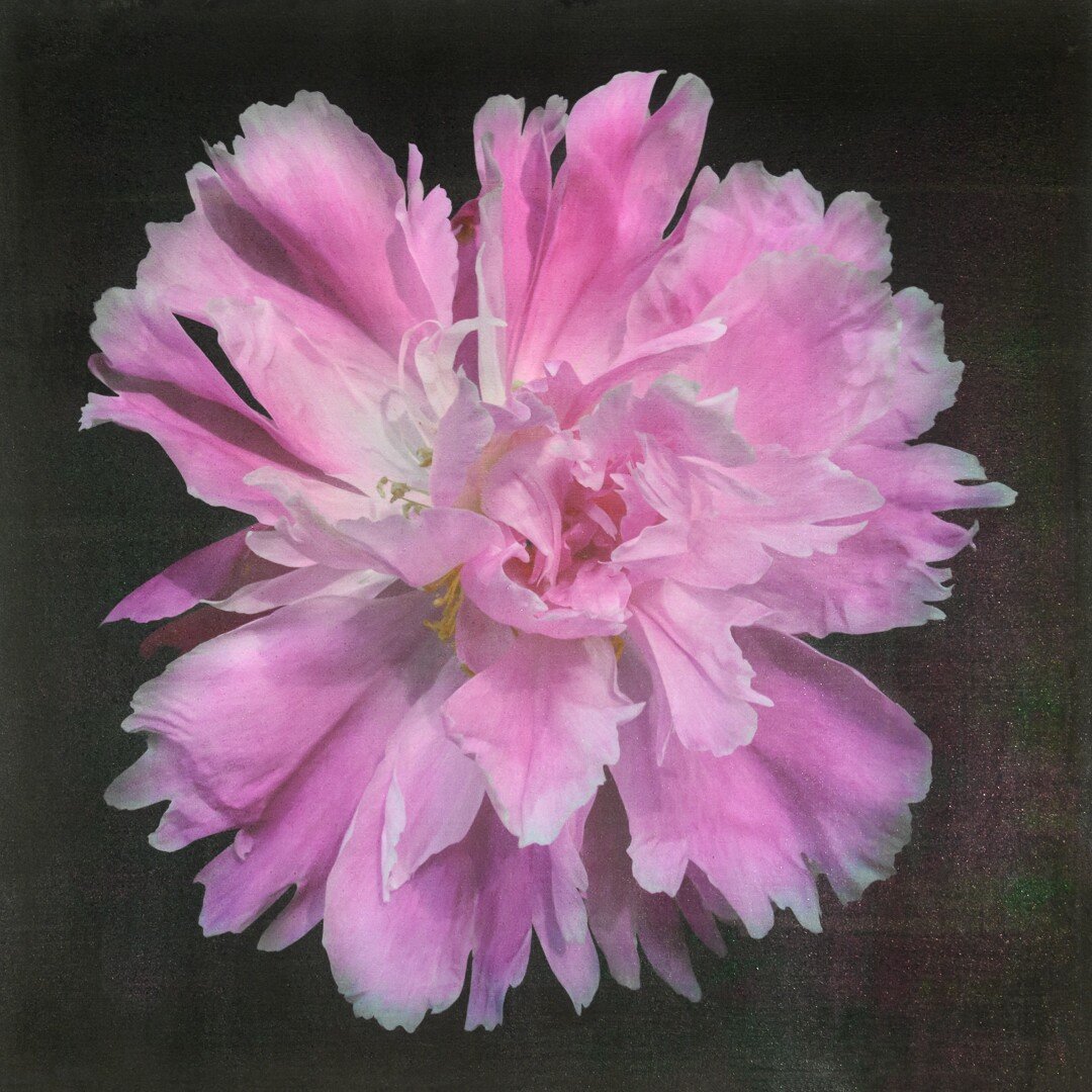 Fine art handmade photograph print of pink peony 9 with Large fluttery ruffled pink petals with white silvery edging- centered in Square mode -black background-jamie buzil photography