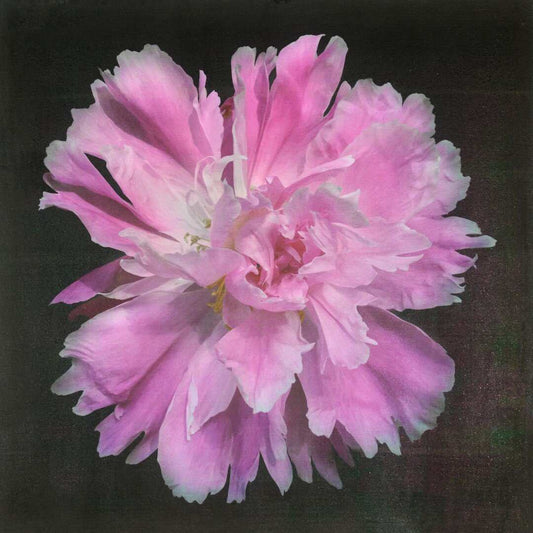 Fine art handmade photograph print of pink peony 9 with Large fluttery ruffled pink petals with white silvery edging- centered in Square mode -black background-jamie buzil photography