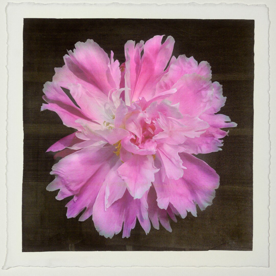 Fine art handmade photograph print of pink peony 9 with Large fluttery ruffled pink petals with white silvery edging- centered in Square mode -black background-jamie buzil photography
