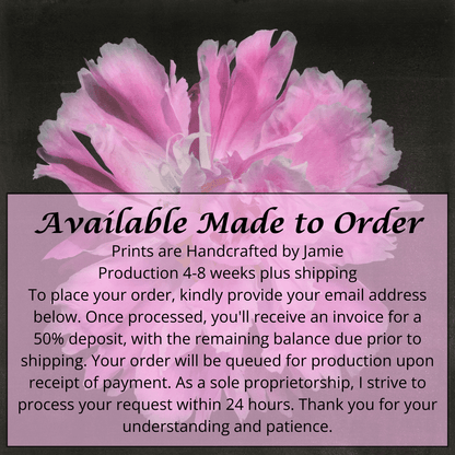 Fine art handmade photograph print of pink peony 9 with Large fluttery ruffled pink petals with white silvery edging- centered in Square mode -black background-jamie buzil photography