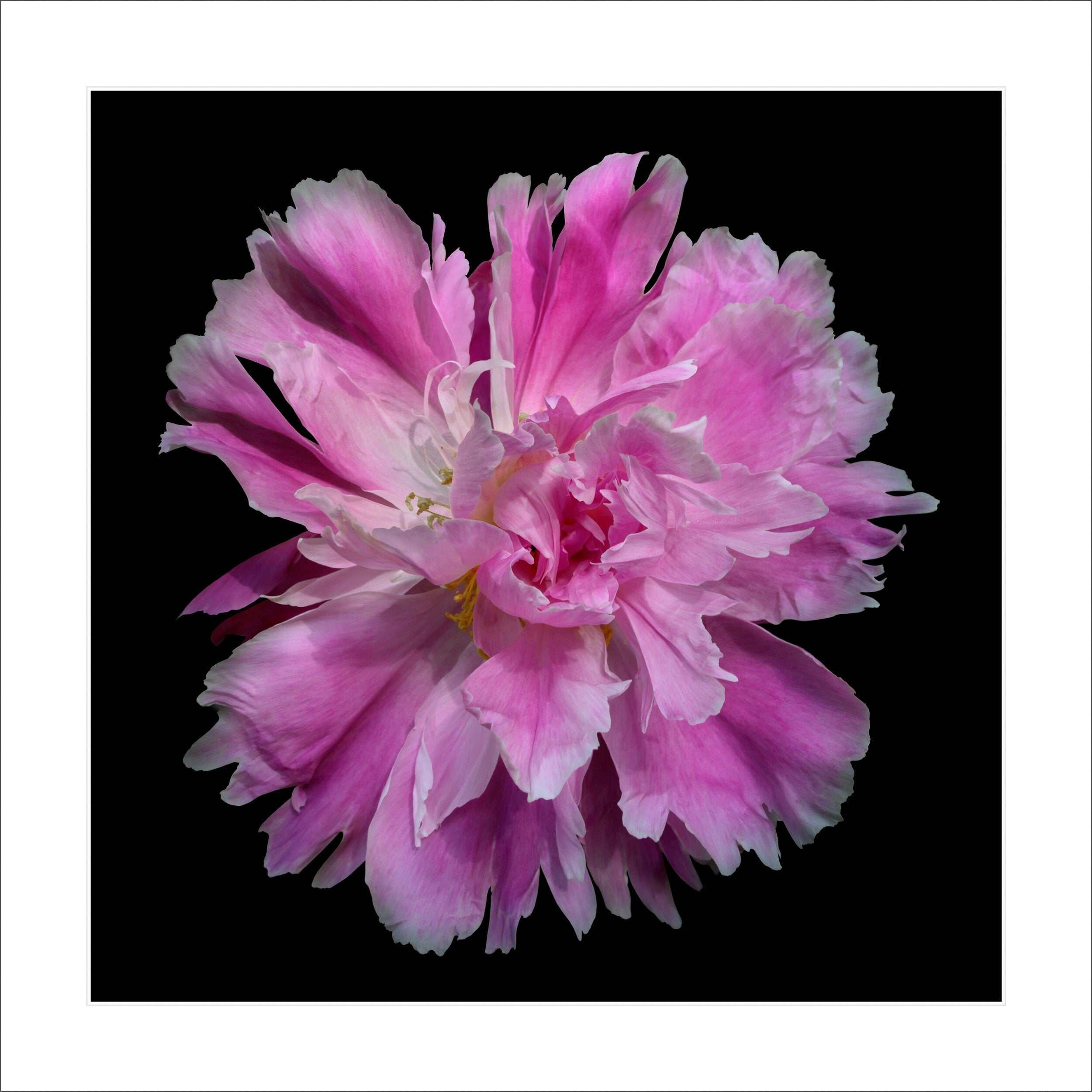 Fine art pink peony- museum quality giclee print - jamie buzil photography