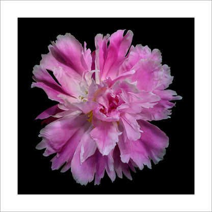 Fine art pink peony- museum quality giclee print - jamie buzil photography
