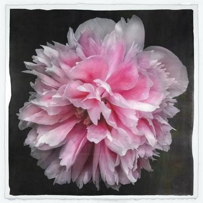 Fine art flower handmade photograph print with pearl iridescence on cotton paper of huge double tree pink peony in with swirl petals - Centered in Square mode -jamie buzil photography